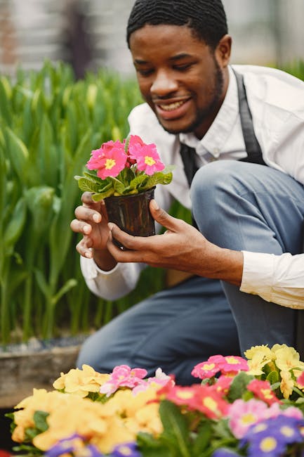 A gardener smiling as he holds a small black pot with a blooming pink primula plant, surrounded by neatly arranged flowerbeds with vibrant yellow, pink, and purple primulas. The garden features lush g